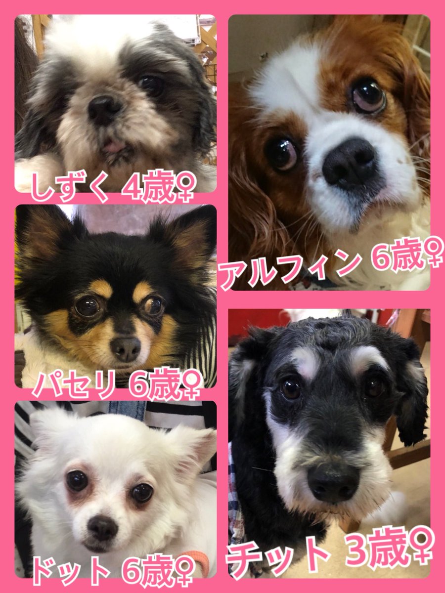 🐾今日の里親様募集中ワンコ🐶メンバーです🐾2019,4,27